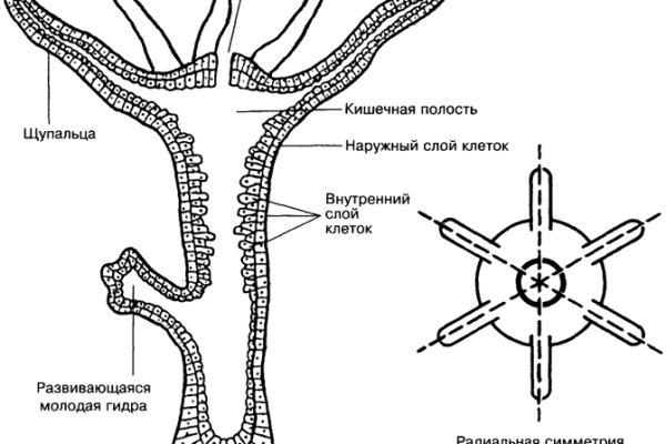 Кракен зеркало ссылка онлайн